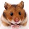 iHamster